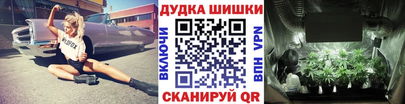 Каннабис OG Kush  Каргат 